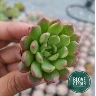 Sen đá ruby cây để bàn mini trang trí tiểu cảnh cỡ bé đã thuần khí hậu