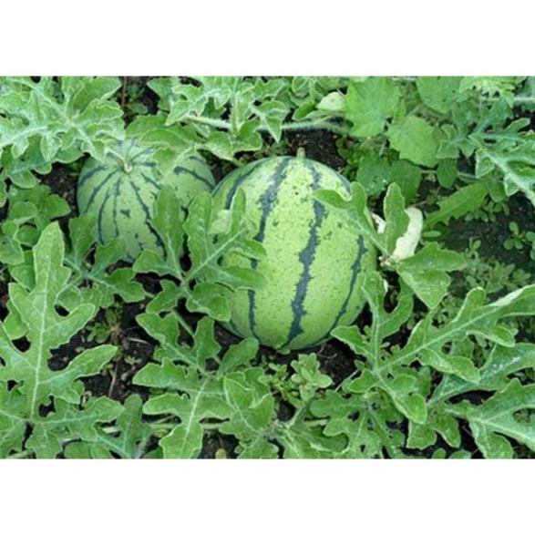 Hạt Giống Dưa Hấu Ruột Vàng Qủa To  - Ngọt, Giàu Vitamin, Năng Suất Cao - MUA 3 TẶNG 1 CÙNG LOẠI