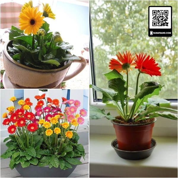 Hạt giống hoa đồng tiền mix