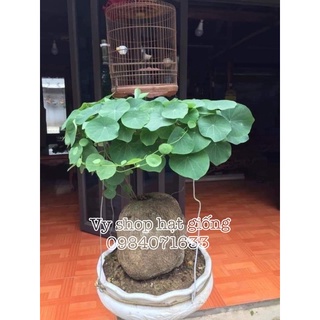 01 củ bình vôi làm cảnh loại 100-500g