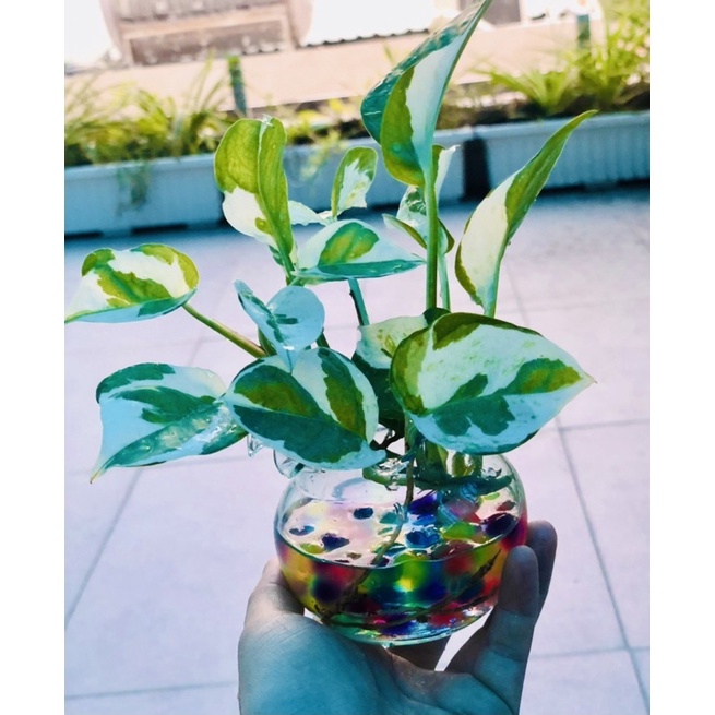 Chậu trầu bà sữa mini để bàn 5x5cm