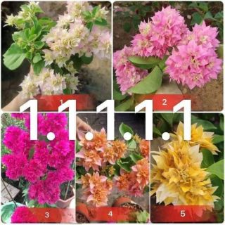 Giấy Kép đủ 5 màu nhập