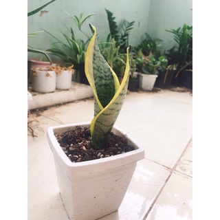 cây lưỡi hổ, lưỡi hổ thái