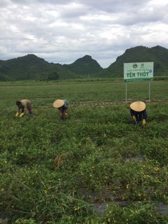 Cà gai leo khô thương hảo