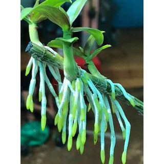 Phân bón lá Humat  giúp cây mập thân, dày lá, vọt đọt, chống nứt thân, vàng lá