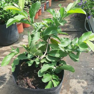 Ổi Đài Loan Lê... đang trái