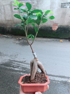 Cây Si Bonsai Nhật