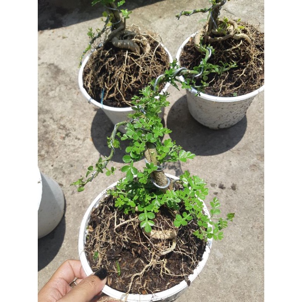 Cần thăng bonsai rễ siêu quái
