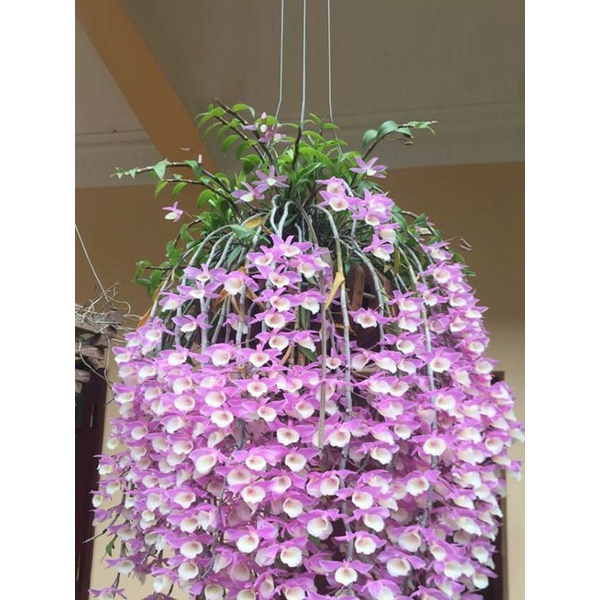 1 bảng 3-5 thân lan hạc vỹ (tặng phân dê)