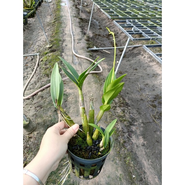 Lan Dendro Chớp sữa enobi