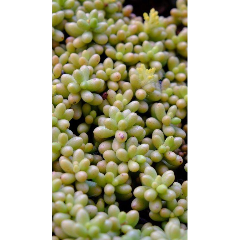 (SEDUM HERNANDEZII) SEN ĐÁ TRỨNG RÙA XANH THƠM