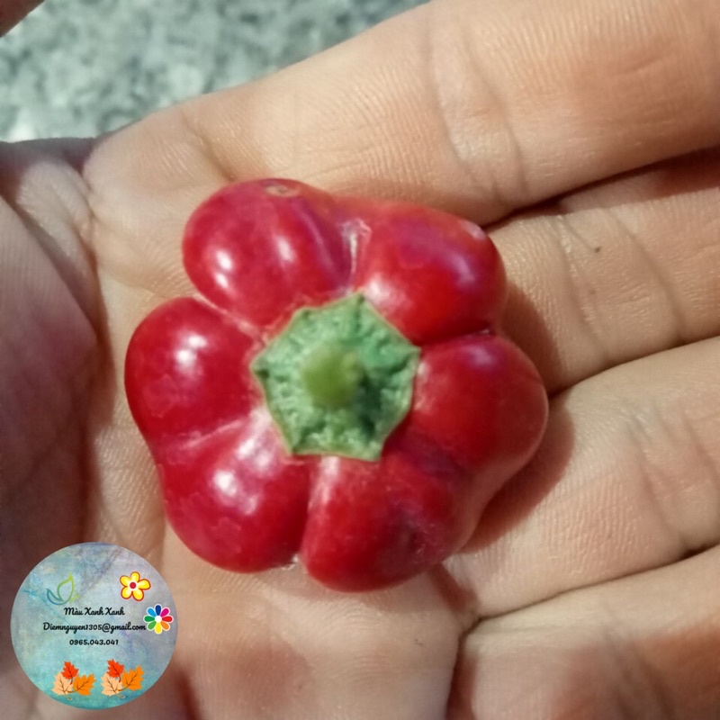 Trái ớt tươi pumpkin (bí ngô) 10k/trái.