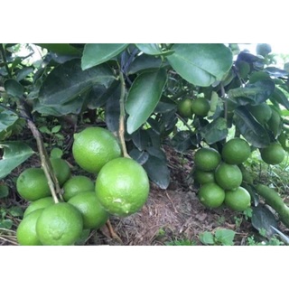 Cây giống Chanh Giấy Limca (chuẩn giống cây trồng)