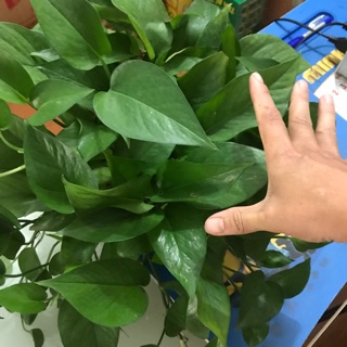 Trầu bà lá xanh