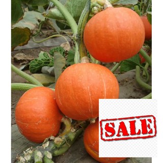 Gói 10 hạt giống bi ngô đỏ mini sale