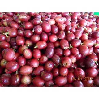 Combo cà phê nguyên chất VCU Coffee (Blend  + Drip Bag Aribica Coffee + Cà phê Ladies)