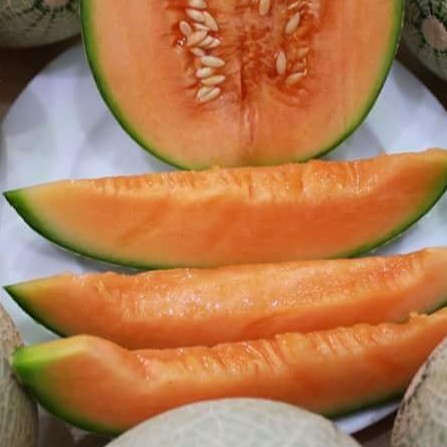 100H - Hạt Giống Dưa Lưới F1 TL3