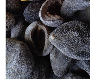 200g hải sâm dừa