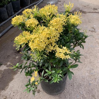 Cây hoa mẫu đơn vàng lùn lá nhỏ cao 25-30cm