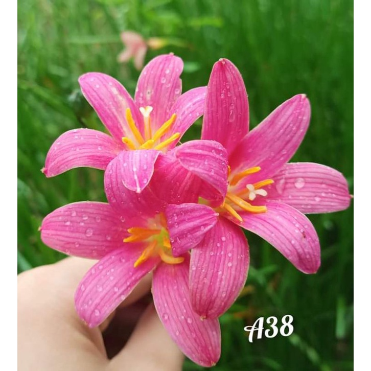 Củ hoa huệ mưa hồng đào ngọt ngào A38 size mẹ, củ to_Củ hoa tóc tiên nhập Thái Lan đã thuần VN siêng hoa, màu đẹp