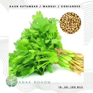 Hạt giống - rau mùi lá rau mùi rau mùi wansui 100h