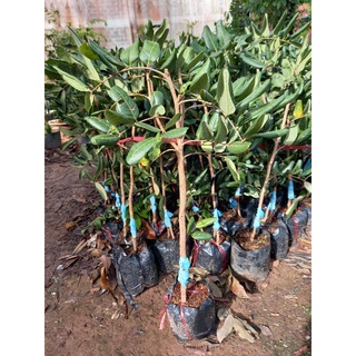 cây nhãn xuồng mau cho trái