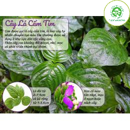 Cây lá cẩm tím cao 50cm - Cây thảo mộc