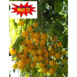 🍀HẠT GIỐNG CÀ CHUA BI VÀNG CHUỖI NGỌC F1🍀 DỄ TRỒNG SIÊU NĂNG XUẤT TẶNG KÍCH MẦM