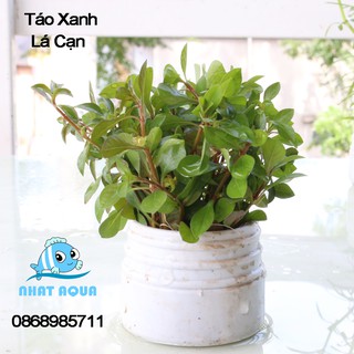 Cây thủy sinh Táo Xanh (lá cạn)