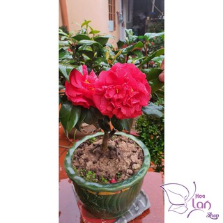 Trà My Cổ 🌸FREESHIP🌸 BẠCH TRÀ - CUNG ĐÌNH HỒNG - THÂM BÁT DIỆN  [ Cây Giống  ]