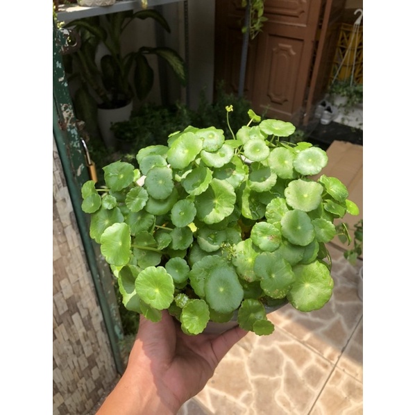 CÂY CỎ ĐỒNG TIỀN - RAU MÁ NHẬT - Rất dễ trồng 💓