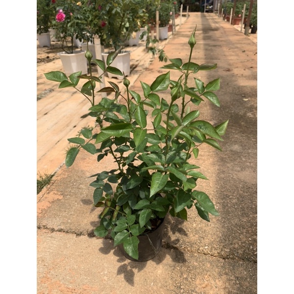 Cây hoa hồng bụi màu hồng nhạt Miranda, cây nguyên chậu cao 50-60cm. thienan22916