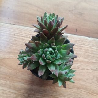 9 Loại sen đá Phật Bà