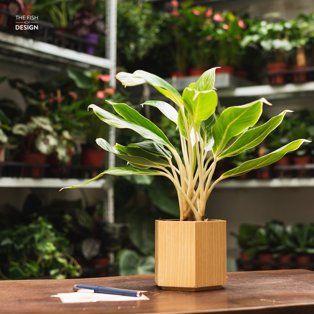 Chậu cây bạch mã hoàng tử | THE FISH SIZE L