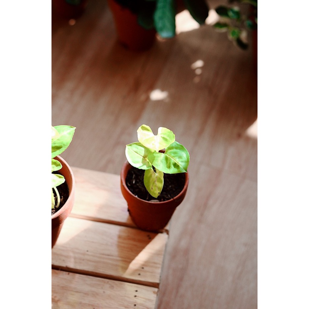 Chậu cây Syngonium Golden Illusion - Môn 'Golden Illusion'