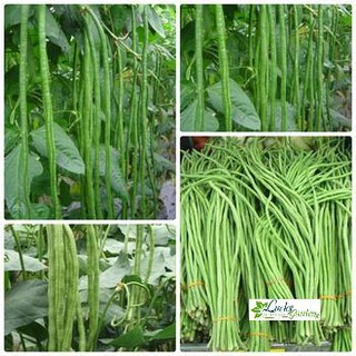10g Hạt giống Đậu đũa (tặng gói Kích nẩy mầm và Hướng dẫn) XTRA