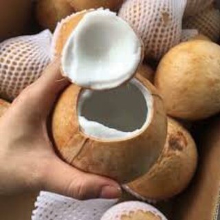 Dừa xiêm Bến Tre cỡ mini