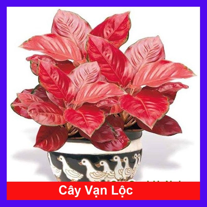 Cây Vạn Lộc - Cây Hồng Phát Lộc