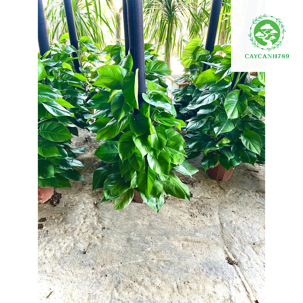 Cây trầu bà cột cao 1m2 (ảnh thật số 2 - chậu nhựa)