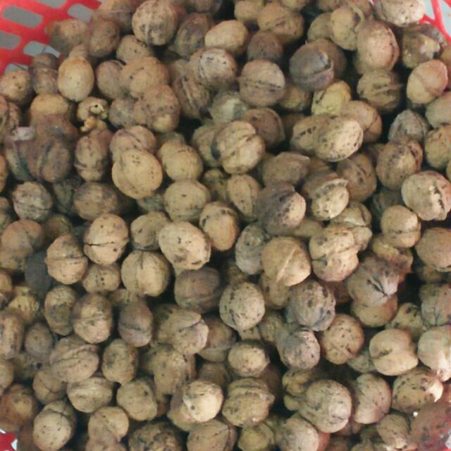 1kg óc chó nếp.