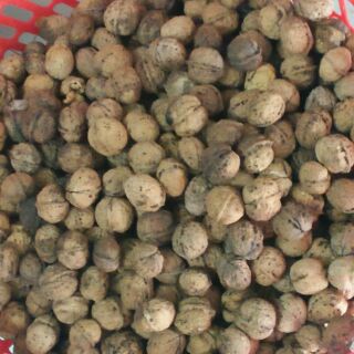 1kg óc chó nếp.