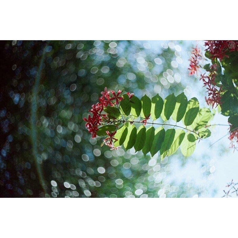 Ống kính MF Helios 77M4 50/1.8