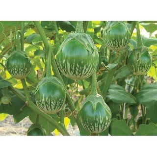 50 hạt giống cà xanh da ếch lên 95% (cà dĩa)