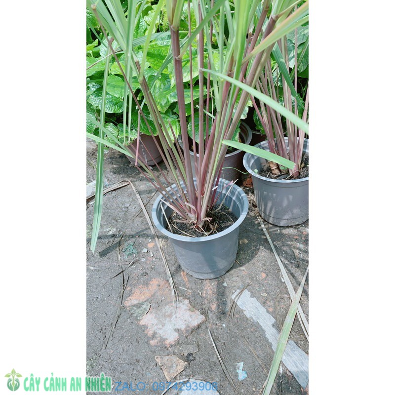 Chậu Sả Thái