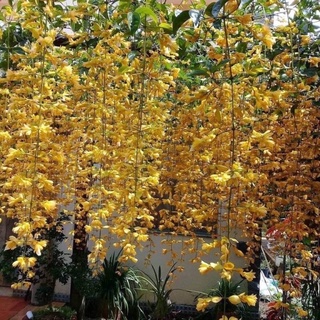 Cây Giống Lan Hoàng Dương