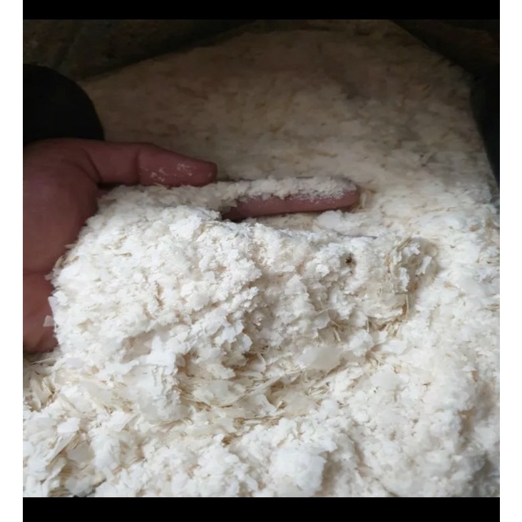 Bông tuyết mồi câu