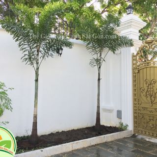 Cây 🌲 Cao đuôi chồn
