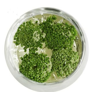 Nụ/hoa tam thất