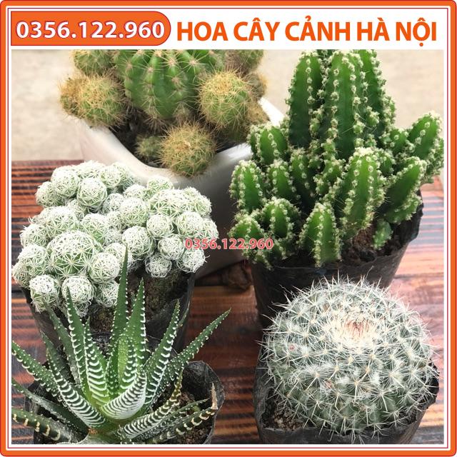 Combo 5 cây xương rồng bất kỳ (có thể không đủ các loại nhưu hình)