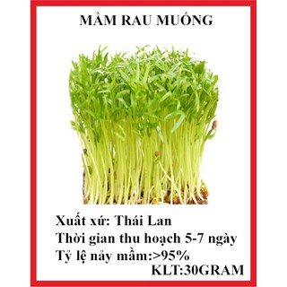 30 gram Hạt giống mầm rau muống